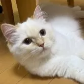 サイベリアン