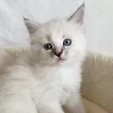 サイベリアン