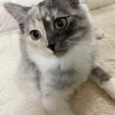 サイベリアン