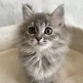 サイベリアン