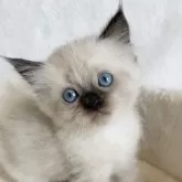 サイベリアン
