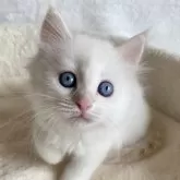 サイベリアン