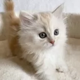 サイベリアン