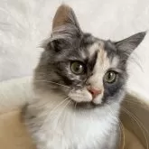 サイベリアン
