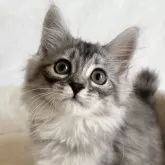 サイベリアン