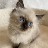 サイベリアン