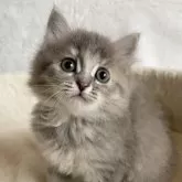 サイベリアン