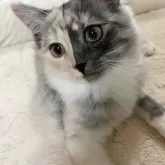 サイベリアン