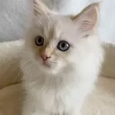 サイベリアン