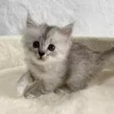 サイベリアン【滋賀県・女の子・2025年9月20日・シルバータビー】の写真3