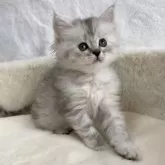 サイベリアン【滋賀県・女の子・2025年9月20日・シルバータビー】の写真4