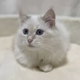 サイベリアン【滋賀県・男の子・2025年7月27日・クリームリンクスポイント】の写真5