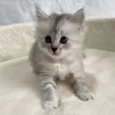 サイベリアン【滋賀県・女の子・2025年9月20日・シルバータビー】の写真7