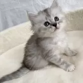 サイベリアン【滋賀県・女の子・2025年9月20日・シルバータビー】の写真8