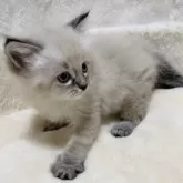 サイベリアン【滋賀県・女の子・2025年10月9日・シールリンクスポイント】の写真8