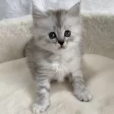 サイベリアン【滋賀県・女の子・2025年9月20日・シルバータビー】の写真9