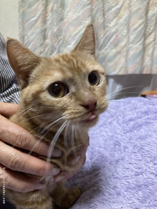 マンチカン【・女の子・2019年5月4日・レッドタビー】