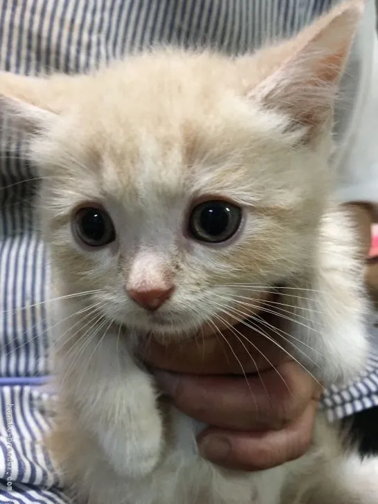 ID：2107-00065の子猫