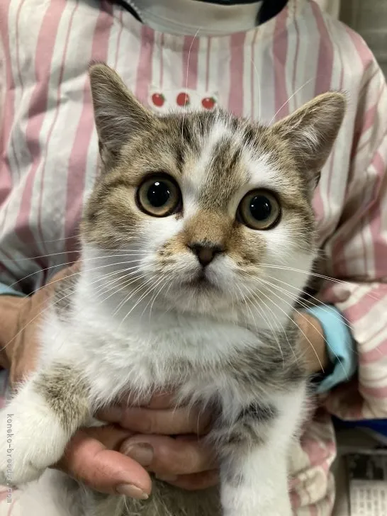 ID：2109-01723の子猫