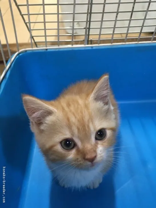 ID:2107-00067の子猫