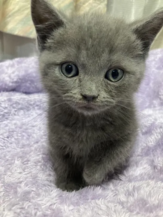 ID：2202-00225の子猫