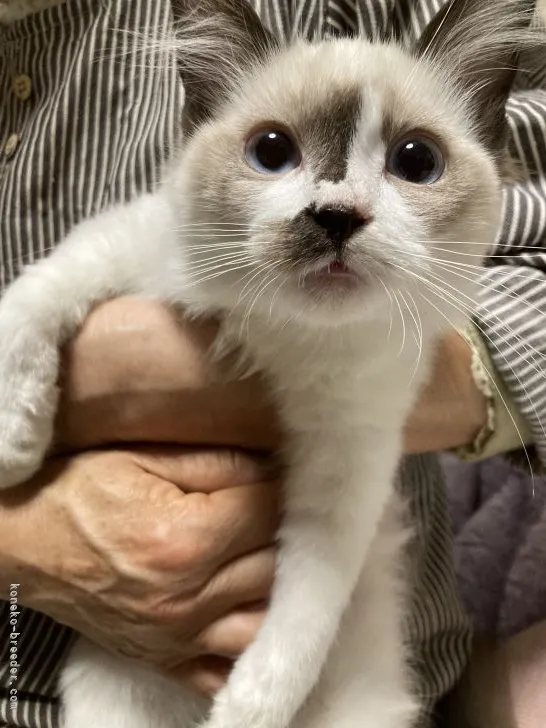 ID：2204-01340の子猫