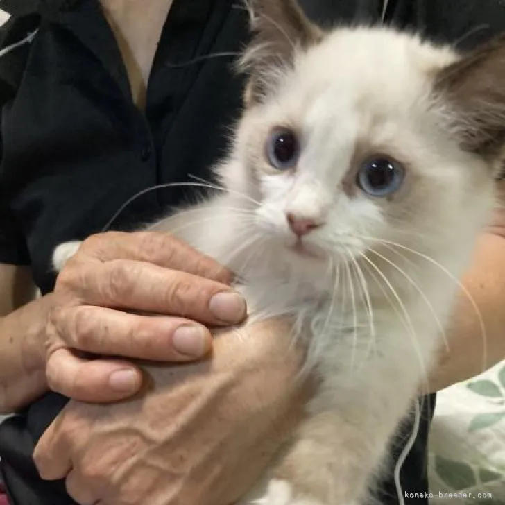 ID：2207-01795の子猫