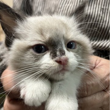 ラグドール【埼玉県・男の子・2024年3月7日・シールポイントバイカラー】の写真「好奇心旺盛なラグドール君⭐︎」
