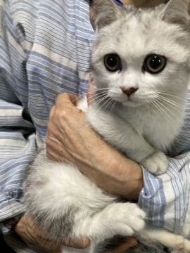 ミヌエット【埼玉県・男の子・2021年9月30日・シルバータビー&ホワイト】の写真「短足で白多めの甘えん坊くんです⭐︎」