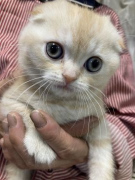 スコティッシュフォールド(折れ耳)【埼玉県・女の子・2021年10月8日・クリームタビー】の写真「折れ耳にまん丸お目目が可愛い女の子⭐︎」