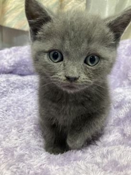 マンチカン【埼玉県・男の子・2021年12月12日・ブルータビー】の写真「キリッとしたお顔のイケメン君！」