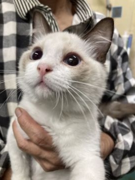 ラグドール【埼玉県・男の子・2021年7月1日・シールポイントバイカラー】の写真「抱っこ好きな甘えん坊君」