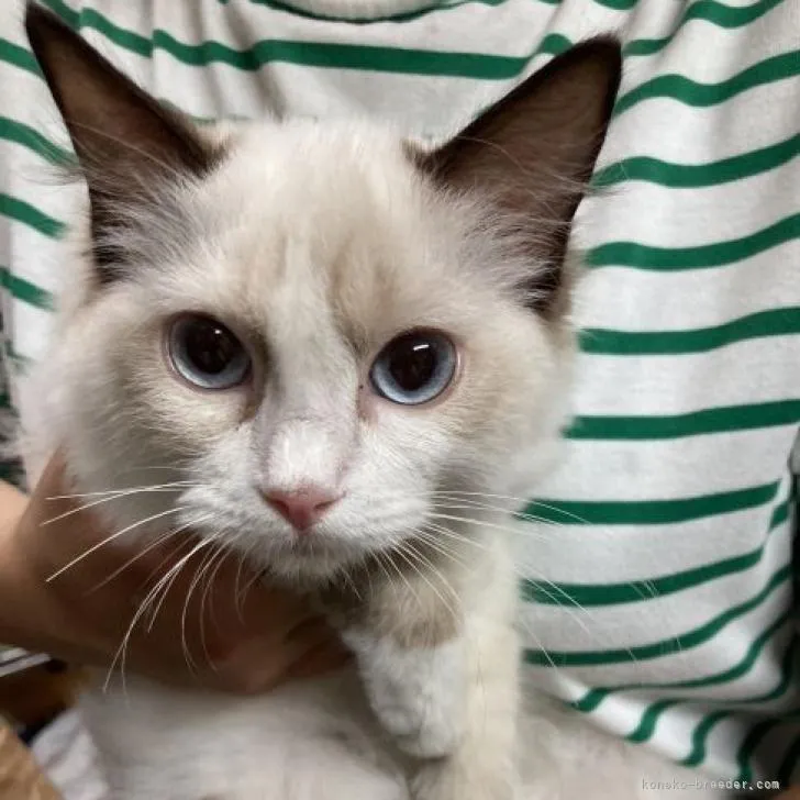 ID：2207-01793の子猫
