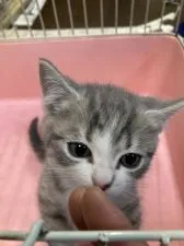 マンチカン(短足)【埼玉県・男の子・2021年12月12日・ブルータビー&ホワイト】の写真2