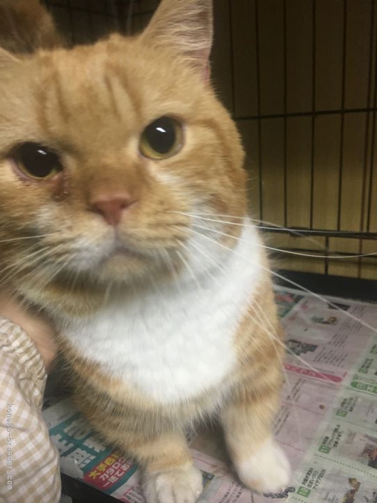 マンチカン【・男の子・2016年9月10日・レッドタビー&amp;ホワイト】「なでなで大好きな甘えん坊です。」