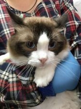 ラグドール【・男の子・2019年2月4日・シールポイントバイカラー】