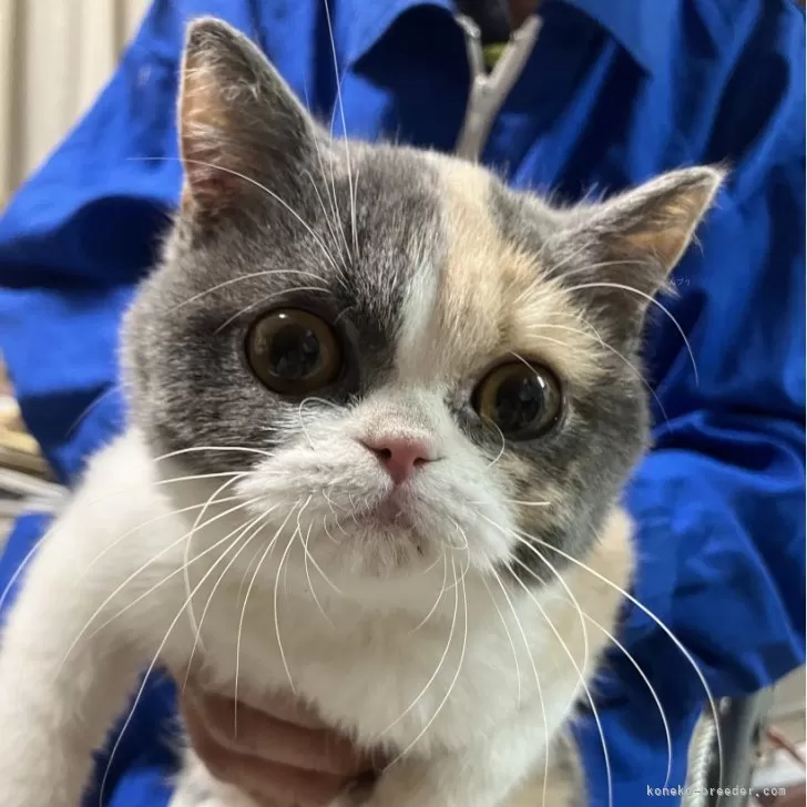 ID：2407-01004の子猫
