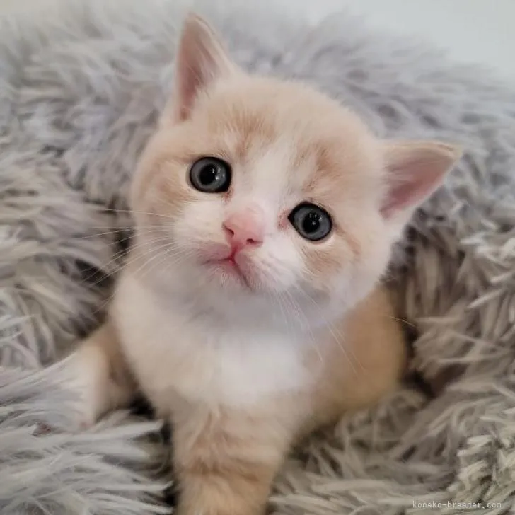 ID:2212-01772の子猫