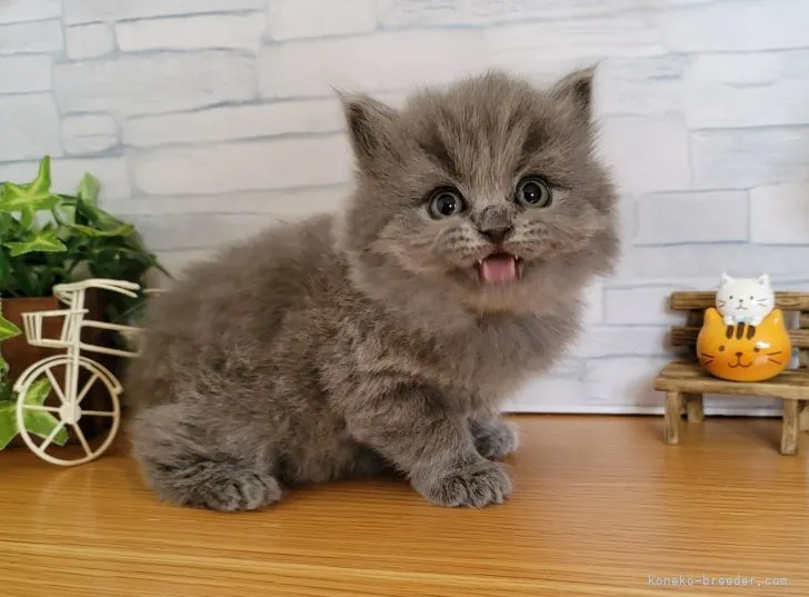 ID:2202-00671の子猫