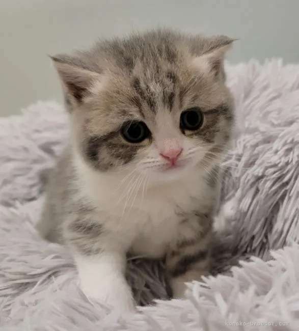 ID:2206-01079の子猫