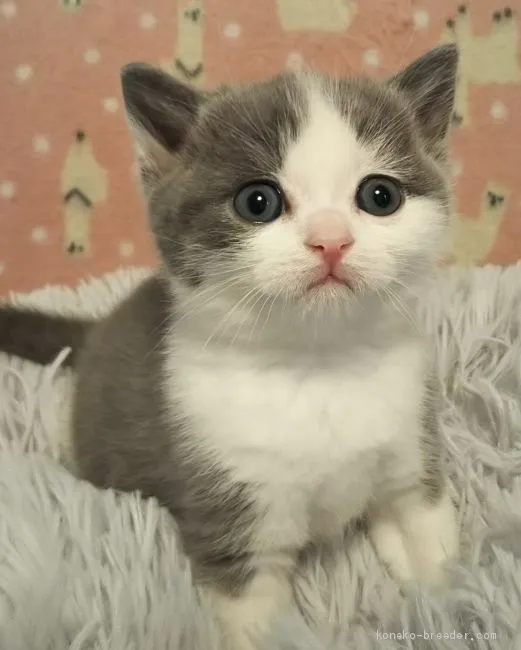 ID:2011-01142の子猫
