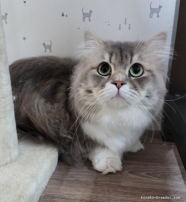 マンチカン【・男の子・2022年6月22日・ブルータビー&amp;ホワイト】