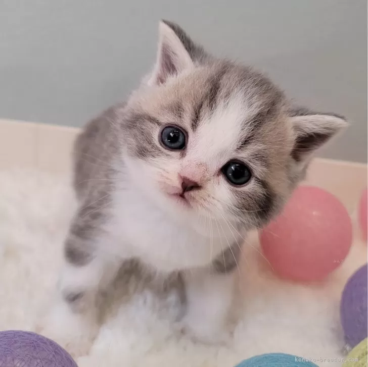 ID:2405-02131の子猫