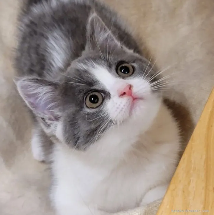 ID:2306-02816の子猫