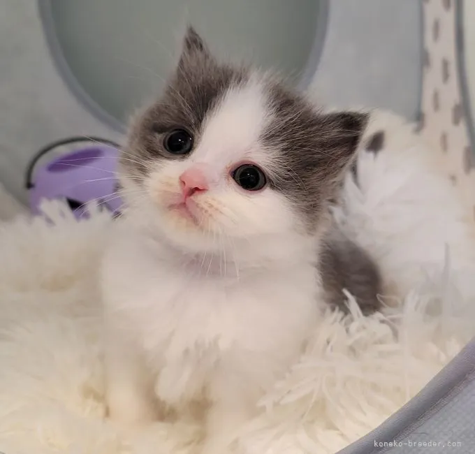 ID:2110-01052の子猫