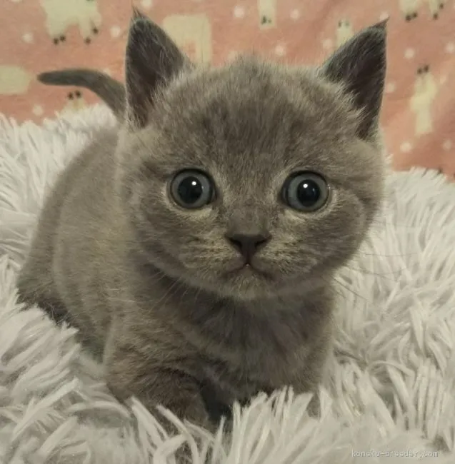 ID：2011-01139の子猫