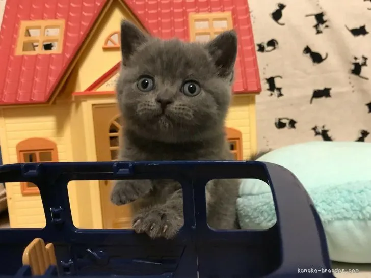 ID:2004-00932の子猫