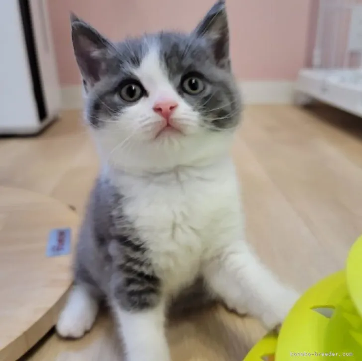 ID：2306-02662の子猫