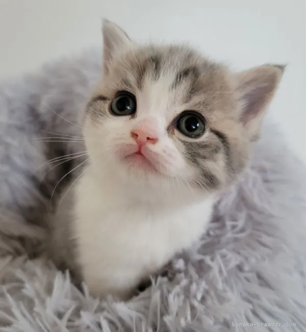 ID:2212-01761の子猫