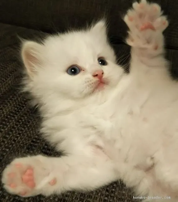 ID:2007-01119の子猫